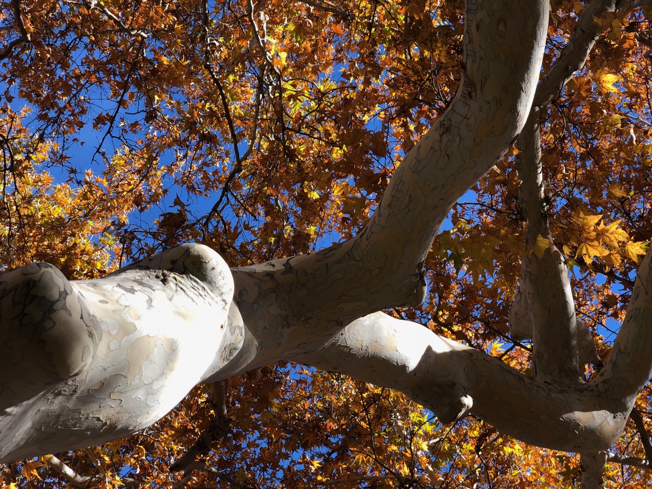 Fall leaves on an Arizona Sycamore tree near Oak Creek